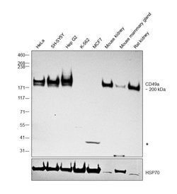 Invitrogen CD49a Polyclonal Antibody 100 &mu;g; Unconjugated:Antibodies,