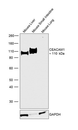 Invitrogen CEACAM1 Polyclonal Antibody 100 &mu;g; Unconjugated:Antibodies,