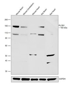 Invitrogen PLCB1 Polyclonal Antibody 100 &mu;g; Unconjugated:Antibodies,