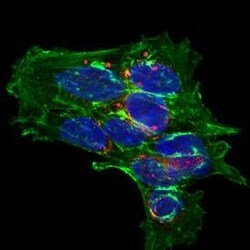 Invitrogen CPLX2 Polyclonal Antibody 100 &mu;g; Unconjugated:Antibodies,