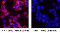 Invitrogen Phospho-SHP2 (Tyr542) Polyclonal Antibody 100 &mu;g; Unconjugated:Antibodies,