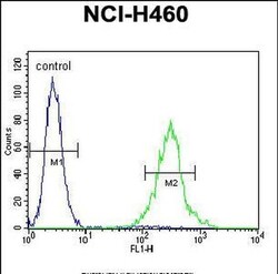 PRSS55 Rabbit anti-Human, Polyclonal, Invitrogen 400 &mu;L; Unconjugated:Antibodies,