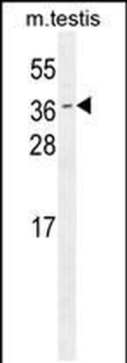ODF3 Rabbit anti-Human, Mouse, Polyclonal, Invitrogen 400 &mu;L; Unconjugated:Antibodies,