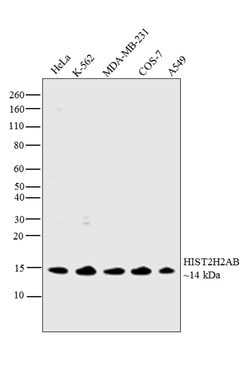 Invitrogen HIST2H2AB Polyclonal Antibody 400 &mu;L; Unconjugated:Antibodies,