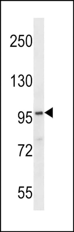 FAM83G Rabbit anti-Human, Polyclonal, Invitrogen 400 &mu;L; Unconjugated:Antibodies,