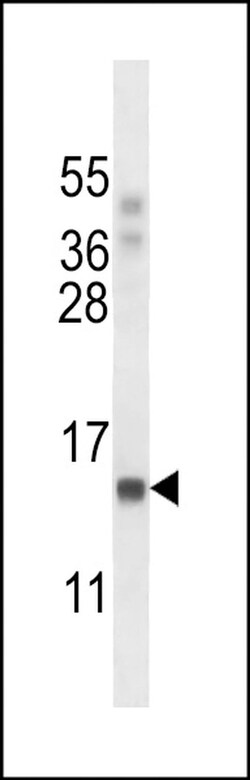 POLR2J Rabbit anti-Human, Polyclonal, Invitrogen 400 &mu;L; Unconjugated:Antibodies,