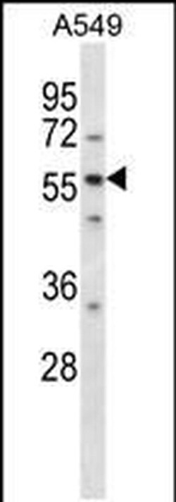LSM14A Rabbit anti-Human, Polyclonal, Invitrogen 400 &mu;L; Unconjugated:Antibodies,