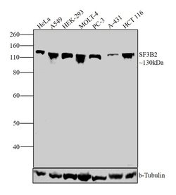 SF3B2 Rabbit anti-Human, Mouse, Rat, Polyclonal, Invitrogen 400 &mu;L;