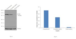 SF3B2 Rabbit anti-Human, Mouse, Rat, Polyclonal, Invitrogen 400 &mu;L;