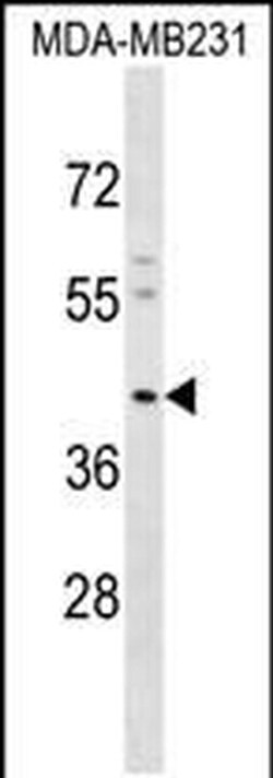 Kir4.2 (KCNJ15) Rabbit anti-Human, Polyclonal, Invitrogen 400 &mu;L; Unconjugated:Antibodies,
