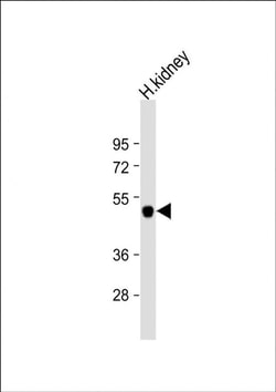 Kir4.2 (KCNJ15) Rabbit anti-Human, Polyclonal, Invitrogen 400 &mu;L; Unconjugated:Antibodies,
