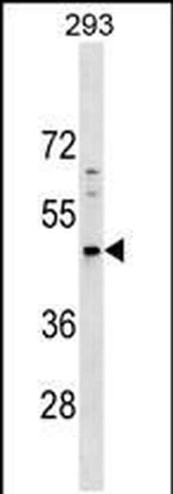 PNMA5 Rabbit anti-Human, Polyclonal, Invitrogen 400 &mu;L; Unconjugated:Antibodies,