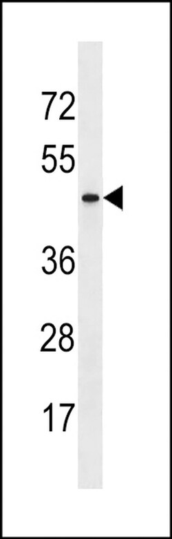 ARMCX4 Rabbit anti-Human, Polyclonal, Invitrogen 400 &mu;L; Unconjugated:Antibodies,