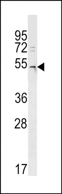 DCAF12L2 Rabbit anti-Human, Polyclonal, Invitrogen 400 &mu;L; Unconjugated:Antibodies,