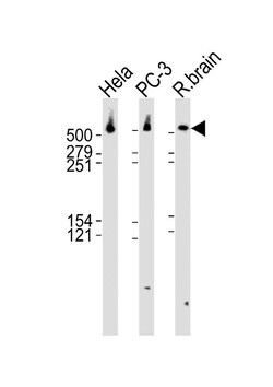 DYNC1H1 Rabbit anti-Human, Rat, Polyclonal, Invitrogen 400 &mu;L; Unconjugated:Antibodies,