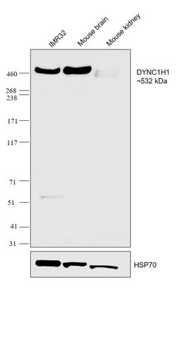 DYNC1H1 Polyclonal Antibody:Antibodies, Polyclonal