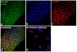 Invitrogen KMT2D Polyclonal Antibody 400 &mu;L; Unconjugated:Antibodies,