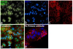Invitrogen KMT2D Polyclonal Antibody 400 &mu;L; Unconjugated:Antibodies,