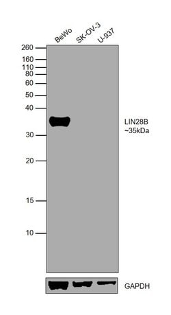 Invitrogen LIN28B Polyclonal Antibody 100 &mu;L; Unconjugated:Antibodies,
