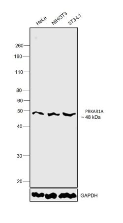 Invitrogen PRKAR1A Polyclonal Antibody 100 &mu;L; Unconjugated:Antibodies,