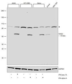 Invitrogen OAS2 Polyclonal Antibody 100 &mu;L; Unconjugated:Antibodies,