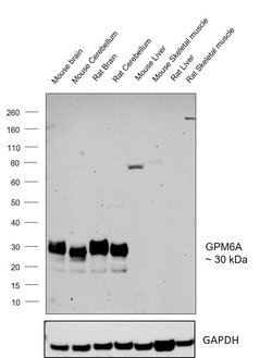 Invitrogen GPM6A Polyclonal Antibody 100 &mu;L; Unconjugated:Antibodies,