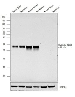 Invitrogen Calbindin D28K Polyclonal Antibody 100 &mu;L; Unconjugated:Antibodies,