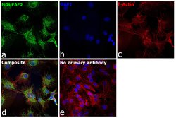 Invitrogen NDUFAF2 Polyclonal Antibody 100 &mu;L; Unconjugated:Antibodies,