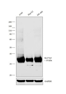 Invitrogen SLC7A5 Polyclonal Antibody 100 &mu;L; Unconjugated:Antibodies,