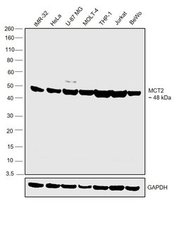 Invitrogen MCT2 Polyclonal Antibody 100 &mu;L | Buy Online | Invitrogen&trade; | Fisher Scientific