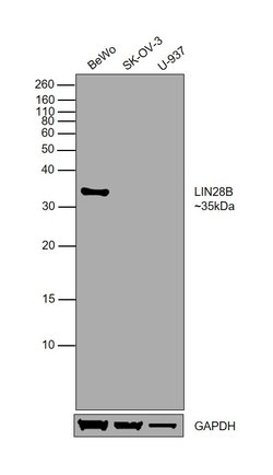 Invitrogen LIN28B Polyclonal Antibody 100 &mu;L; Unconjugated:Antibodies,
