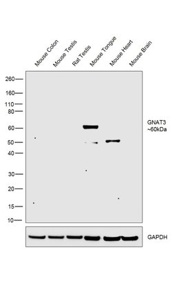 Invitrogen GNAT3 Polyclonal Antibody 100 &mu;L; Unconjugated:Antibodies,