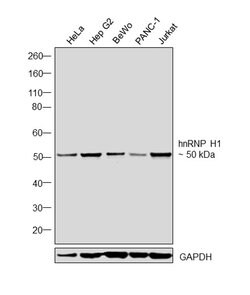 Invitrogen hnRNP H1 Polyclonal Antibody 100 &mu;L; Unconjugated:Antibodies,