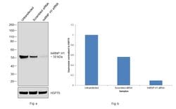 Invitrogen hnRNP H1 Polyclonal Antibody 100 &mu;L; Unconjugated:Antibodies,