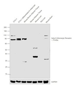 Invitrogen beta-3 Adrenergic Receptor Polyclonal Antibody 100 &mu;L; Unconjugated:Antibodies,