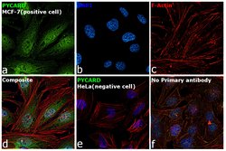 Invitrogen PYCARD Polyclonal Antibody 100 &mu;L; Unconjugated:Antibodies,