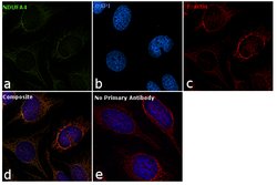 Invitrogen NDUFA4 Polyclonal Antibody 100 &mu;L; Unconjugated:Antibodies,