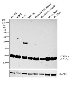 Invitrogen NDUFA4 Polyclonal Antibody 100 &mu;L; Unconjugated:Antibodies,