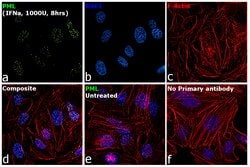 Invitrogen PML Polyclonal Antibody 100 &mu;L; Unconjugated:Antibodies,