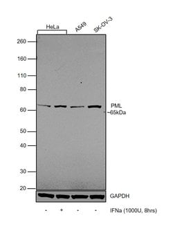 Invitrogen PML Polyclonal Antibody 100 &mu;L; Unconjugated:Antibodies,
