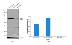 Invitrogen PML Polyclonal Antibody 100 &mu;L; Unconjugated:Antibodies,