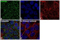 Invitrogen NDUFB6 Polyclonal Antibody 100 &mu;L; Unconjugated:Antibodies,