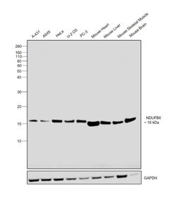 Invitrogen NDUFB6 Polyclonal Antibody 100 &mu;L; Unconjugated:Antibodies,