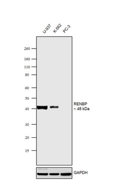 Invitrogen RENBP Polyclonal Antibody 100 &mu;L | Buy Online | Invitrogen&trade; | Fisher Scientific