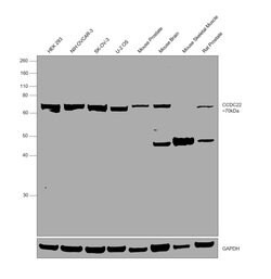Invitrogen CCDC22 Polyclonal Antibody 100 &mu;L; Unconjugated:Antibodies,