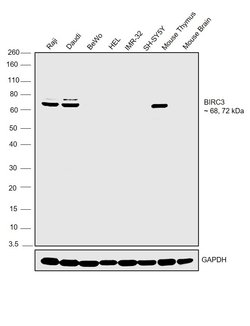 Invitrogen cIAP2 Polyclonal Antibody 100 &mu;L; Unconjugated:Antibodies,