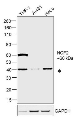 Invitrogen NCF2 Polyclonal Antibody 100 &mu;L; Unconjugated:Antibodies,