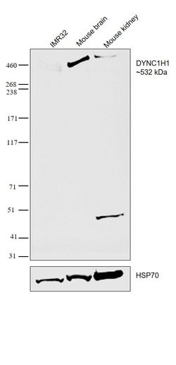 Invitrogen DYNC1H1 Polyclonal Antibody 100 &mu;L; Unconjugated:Antibodies,