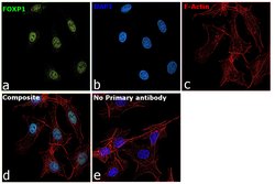 Invitrogen FOXP1 Polyclonal Antibody 100 &mu;L; Unconjugated:Antibodies,
