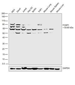 Invitrogen FOXP1 Polyclonal Antibody 100 &mu;L; Unconjugated:Antibodies,